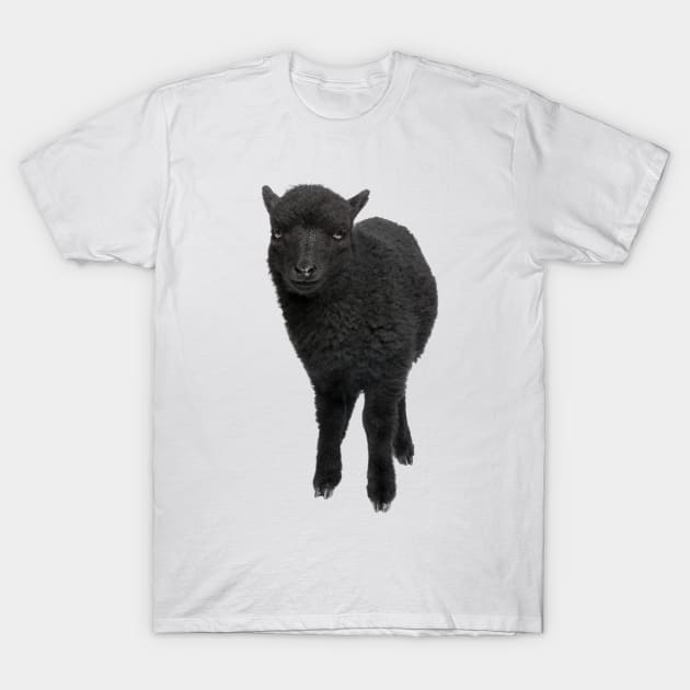 BLACK SHEEP T-Shirt by lldesigns